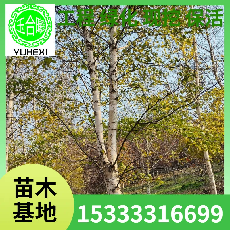 Белая береза, кластерные белые березы, ландшафтные деревья для зеленения, садовые кустарники, прямые поставки, декоративные сегменты белой березы для вилл