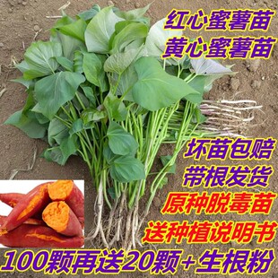 �t�����������矟��25�����ϼt����������ʳ�~������߮a�ع�����