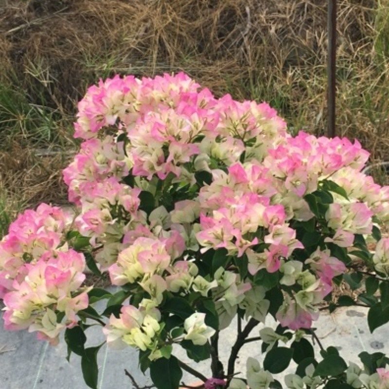 Qinhuahibiscus 老根耐寒性つる植物八重咲き四季開花鉢植え中庭観賞花バルコニー|undefined