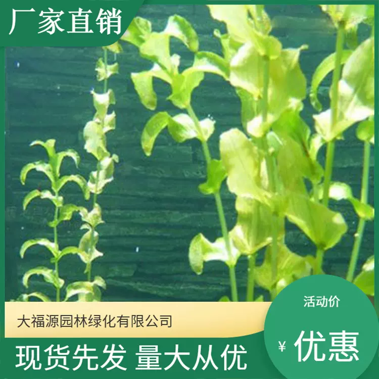 基地直供多年生沉水植物穿叶眼子菜浮叶眼子菜水生植物花卉