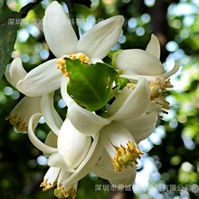 ���ӻ������ɸ����ӻ��܄���ȡ�V������tș���yƷ�o�wƷԭ�Ͼ���