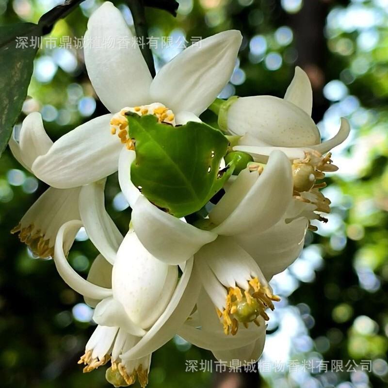 Yuzu Flower Essential Oil Is Extracted from Dried Yuzu Flowers Using Solvents and Is Widely Used as a Raw Material in Medicine, Cosmetics, and Skin Care Products
