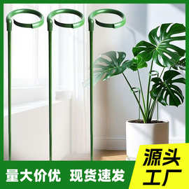 铁艺p型植物支撑杆多肉蝴蝶兰专花架支架花卉固定防倒伏护叶架