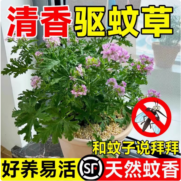驱蚊草花种子庭院室内阳台四季易种开花香草艾草罗勒种籽花种籽子