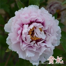 批发四季富贵牡丹苗观赏花卉秋牡丹苗盆栽室内室外绿植品种齐全