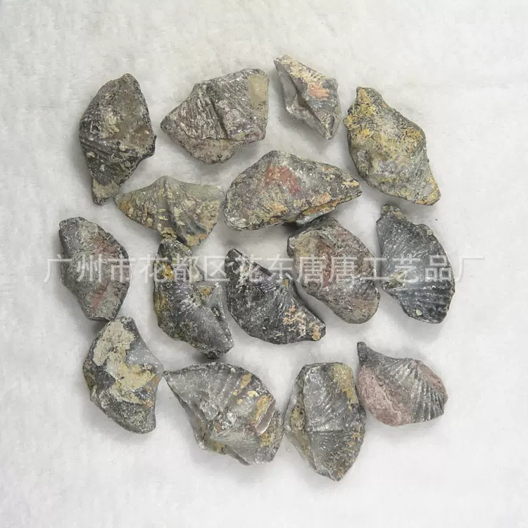 新品天然化石标本 大乐耳石燕 古生物标本 教学培训器材 贝壳礼物