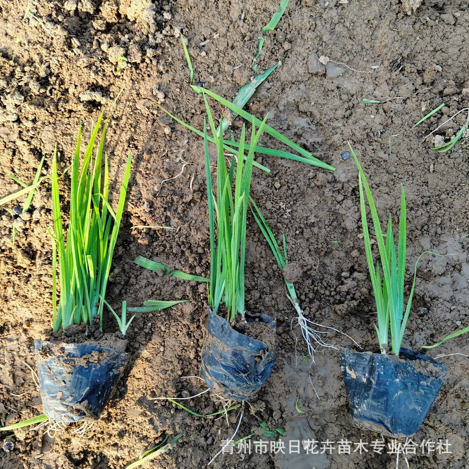 Рыболовные ирисовые рассадные растения в горшках, желтый ирис, желтый каламус, рассада в пакетах, оптовая база, Шаньдун, скидки на большие объемы, аквариумные растения