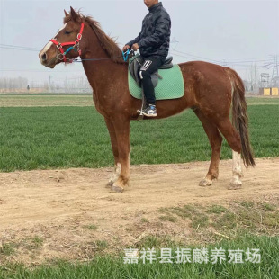 �����T���R ��ͯС���R������Ѫ�R �����R��ļ�Ѫ�R�R�x