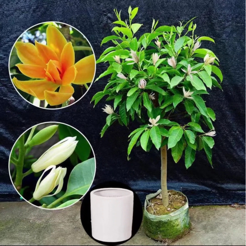 白蘭鉢植え、オーブンマグノリア苗木、つぼみ付き黄角蘭、屋内中庭、四季咲きの香りの強い花|undefined