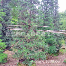 �V�|�Ռ������_�h�ɘ�ͥԺ���^�������_�h�ɘ���ֲ��ľ�_�h���辰