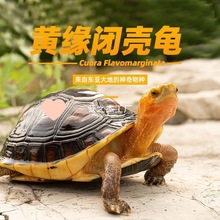 黄缘龟幼龟安缘龟苗乌龟活物小青黄喉龟苗闭壳龟陆地箱金钱龟宠物