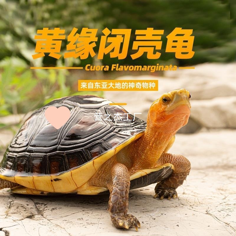黄缘龟幼龟安缘龟苗乌龟活物小青黄喉龟苗闭壳龟陆地箱金钱龟宠物