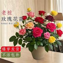 õ�廨���Ϙ��༾�_���¼��Nޱ�����ش󻨻ܶ�ɫ�̨�҃���С����