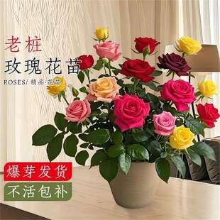 õ�廨���Ϙ��༾�_���¼��Nޱ�����ش󻨻ܶ�ɫ�̨�҃���С����