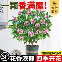 金边瑞香盆栽浓香型带花苞植物室内花卉老桩适合秋冬养耐寒年宵花
