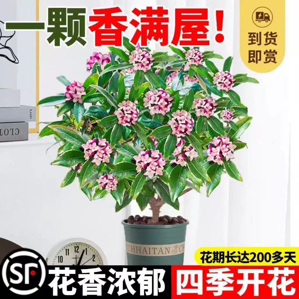 金边瑞香盆栽浓香型带花苞植物室内花卉老桩适合秋冬养耐寒年宵花