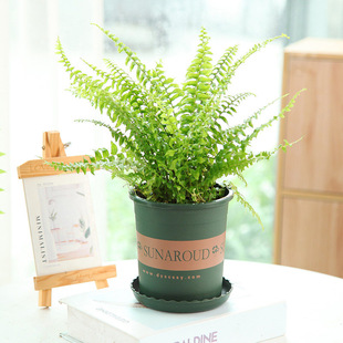 ާ�ʿ�Dާ�Iާ����ֲ���ļ������F��ާ�҃��쾰��ꎾGֲ����