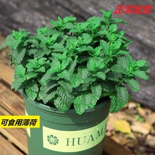 ��ʳ�ñ��������~���҃���ò��Ե��㙎��ˮ��ֲ���k���һ��ܾGֲ