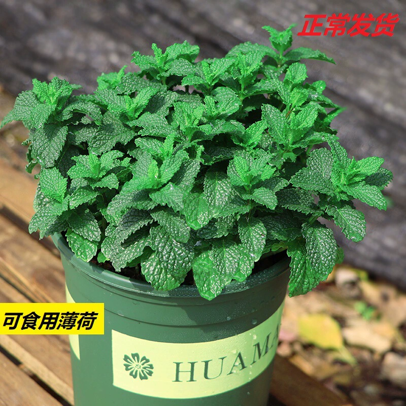 Съедобная мята в горшке рассада листьев Крытый репеллент от комаров Розмарин Лимон Гидропонное растение Офис Цветок Зеленое растение