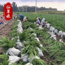 山东青州小龙柏基地现货盆栽小龙柏 侧柏 地栽龙柏 沙地柏 铺地柏