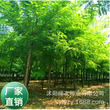 ع˾lo´̻N BԴ󻱻B