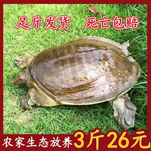 甲鱼鲜活足斤新鲜野养大水鱼便宜团鱼苗中华鳖小批发聚会零食淡水