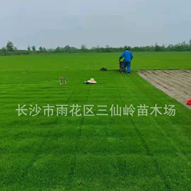 乔木;灌木;盆景