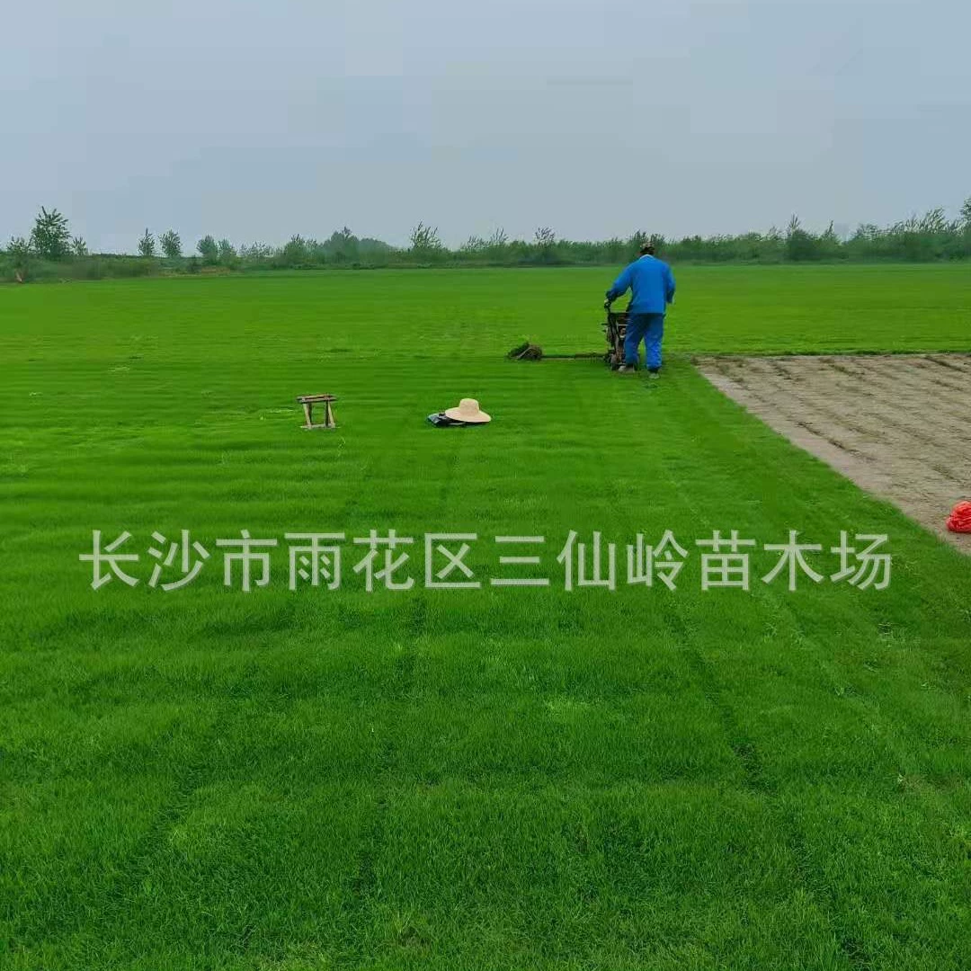 Оптовая продажа газонной травы с почвой, рулоны бermuda, смешанные семена травы, американский №2, различные сорта в наличии