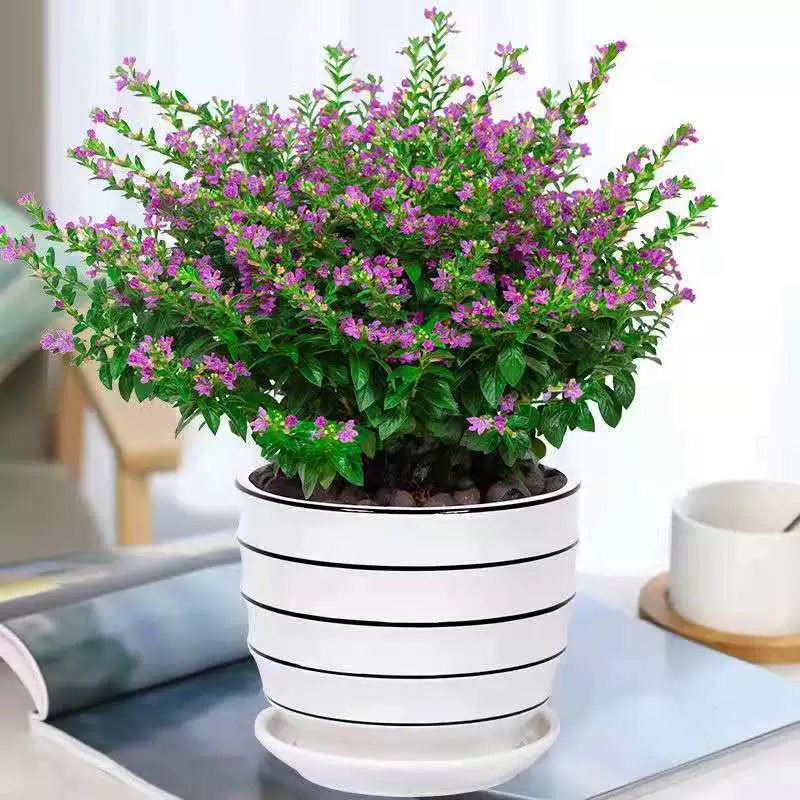 Гипсофила горшечные растения с доставкой цветочных бутонов гостиная балкон Крытая спальня хорошие цветы декоративные зеленые растения
