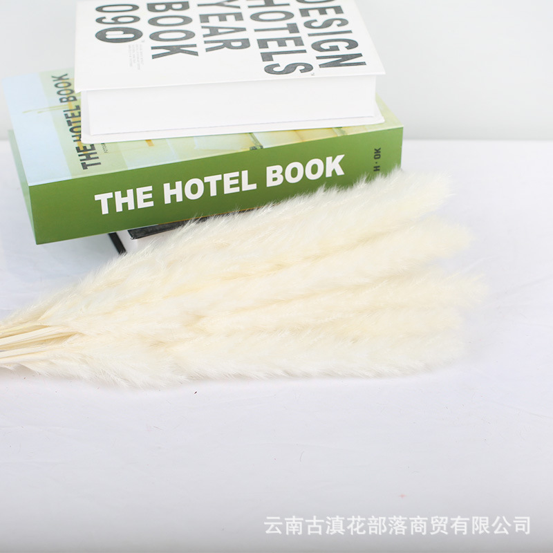 15 작은 흰색 갈대