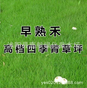 ��ƺ�N�Ӱ����ļ���N���ͺ�������������`̤ͥԺ���޼��ݷN��