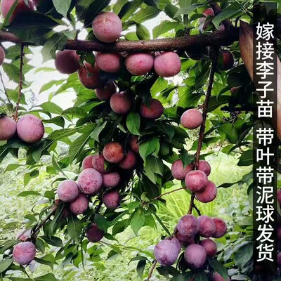 Аутентичный Qianpai Yinfei Sanhua Plum Searning Привитые фрукты сажан