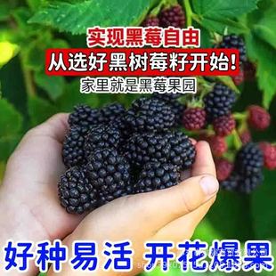 �W�t�ژ�ݮ�N���̨����СԺ�Nֲ�����ļ��_���ļ����N�߮aˮ��