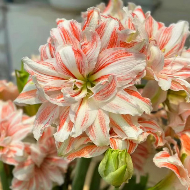 춤을 추고 나서 1