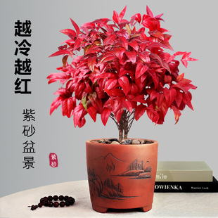 Red-Leaf Nandina Bonsai Winter Cold-Resistant Red-Leaf Plant Indoor and Outdoor Balcony Courtyard Good Plant for All Seasons