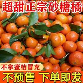 砂糖橘现摘广东橘子新鲜1-5斤包邮甜沙糖桔橘子蜜桔柑橘水果当季