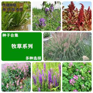 ���ݷN�Ӷ������������K���ݾ��ĲݷNţ���Z�~����ļ����N�͟Ắ