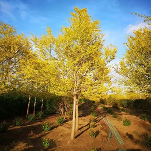 �G����ɫ��ľ���~��  ���~�ܘ��� ���~�����L���� Ҏ��ȫ�r�����l