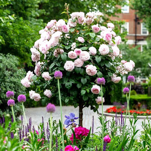 �䘶�¼��޽�ͥԺ�����̨���Ԙ��Θ䘶�޽�õ�廨��󻨝���༾