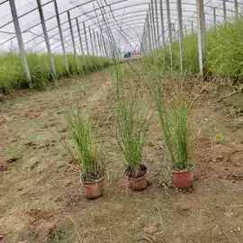 宿根花卉;盆栽;一二年生花卉