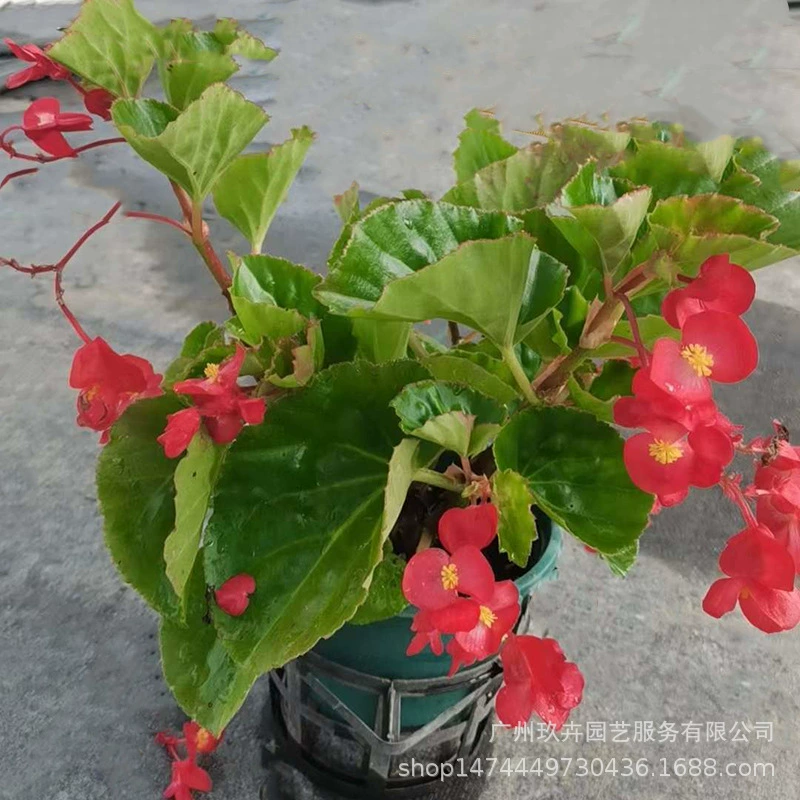 Висячий большой цветок Бегония Четыре сезона Цветение с бутонами Доставка Крытый балкон Двор Озеленение Цветы Зеленые растения Горшечные растения