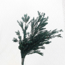 ����ǧ�ӽ� ���r�������~�Ļ�����Ĳ廨�bɻ�ǧ�ӽ�