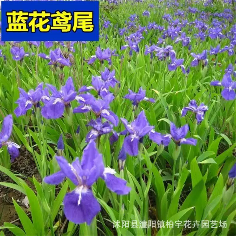 Семена синей ирисовой травы, цветок синей бабочки (плоский бамбуковый цветок), немецкий ирис, цветок ириса, семена цветов с плоским лепестком, устойчивые к влаге и затенению, многолетние.