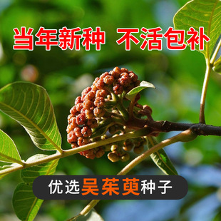 �����ǷN�ӷNș�ķN�Ӆ��ǲ��������ӳ�̴�N�ӳ����Ә�������ļ�