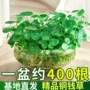 盆栽水培水养植物花卉