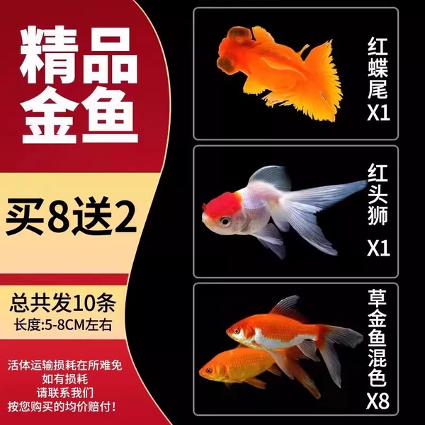 [5-7cm] 8 boutique goldfish will send 2 to prepare for loss C, C
