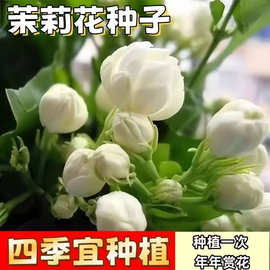 【跨境供货】茉莉花种子耐热观赏易活易种可种阳台盆栽浓香型种籽