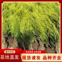 ؂ȰS^عľlļͥԺ̾GԾGh