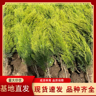 ��������؂Ȱ��S�^�ع�ľ�����l�ļ�ͥԺ���̾G�������ԾG�h��