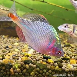 ly���w���Q�~�߲��L���v�����v�����~�R���~ԭ��������ˮ�~�^�p�~